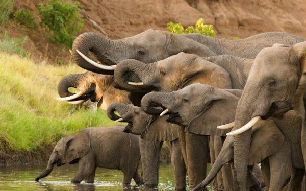 A herd of African elephants drinking at a waterhole, in this stock photo. (Shutterstock)