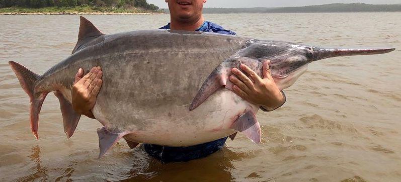 The paddlefish weighed a whopping 146.7 pounds. (Courtesy of <a href="https://www.wildlifedepartment.com/">Jason Schooley/ODWC</a>)
