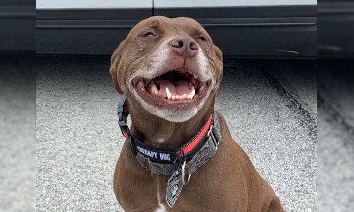 Unadopted Pit Bull Mix Becomes First Rescue K9 Officer at Police Station in Philadelphia