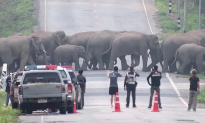 Spectacular Moment 50 Elephants Hold Up Traffic to Cross a Highway in Thailand