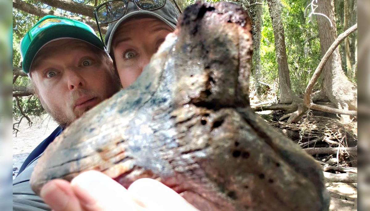 Fossil Hunter Discovers MASSIVE Megalodon Shark Tooth in a Riverbank in South Carolina