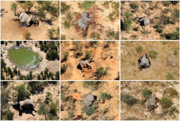 A combination photo shows dead elephants in Okavango Delta, Botswana May-June, 2020. (Handout via Reuters)