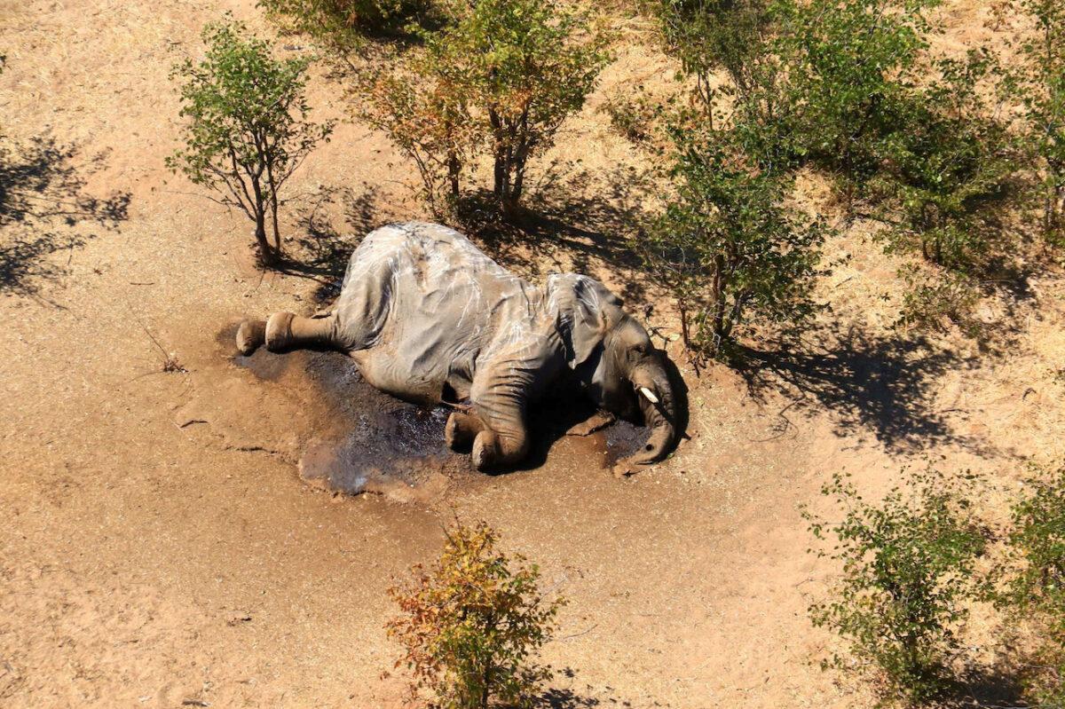 A dead elephant is seen in this undated handout image in Okavango Delta, Botswana May-June, 2020. (Handout via Reuters)