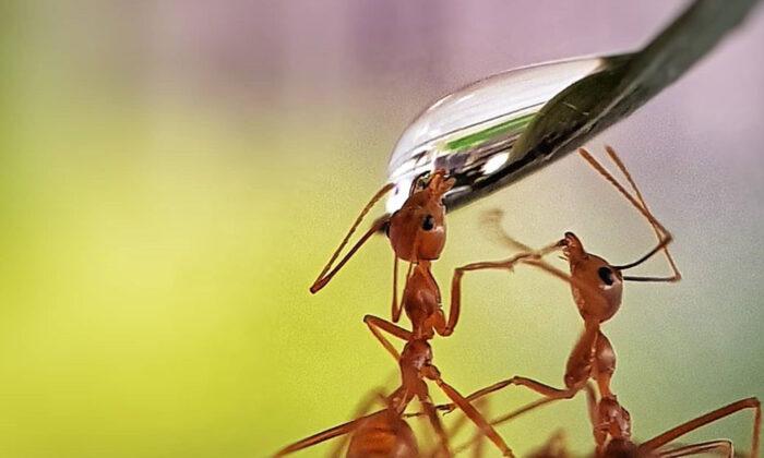 Photo of Ants Drinking From Water Droplet Wins Top Prize in an International Contest
