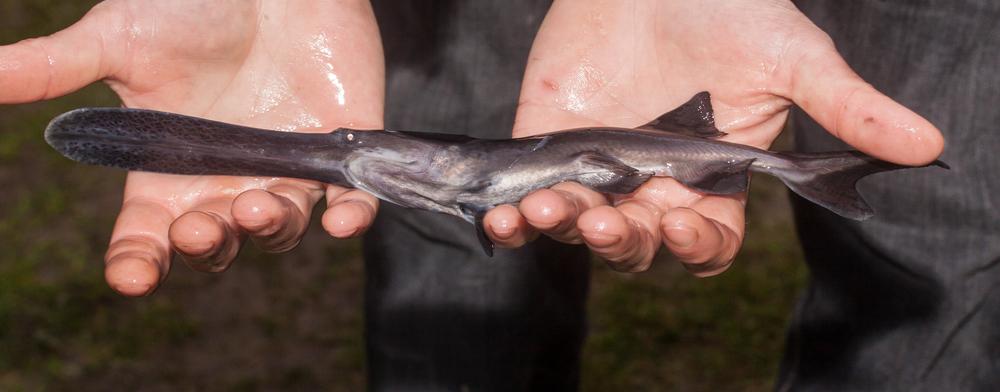 Juvenile specimen of an American paddlefish (MP cz/Shutterstock)