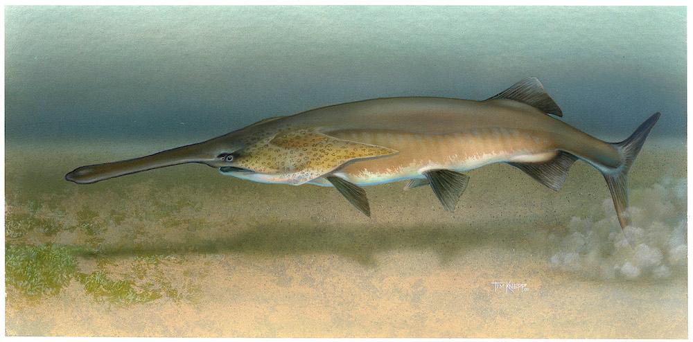 Artist's rendering of an American paddlefish (<a href="https://commons.wikimedia.org/wiki/File:Paddlefish_Polyodon_spathula.jpg">Timothy Knepp</a>)
