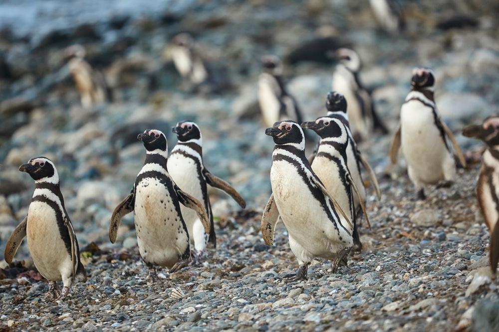 South American Magellanic penguins (Spheniscus magellanicus) (Illustration -Ekaterina Pokrovsky/Shutterstock)