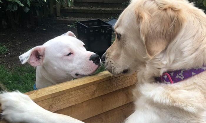 Next-Door Dogs Fall in Love With Each Other: ‘They Are Inseparable When They Are Together’