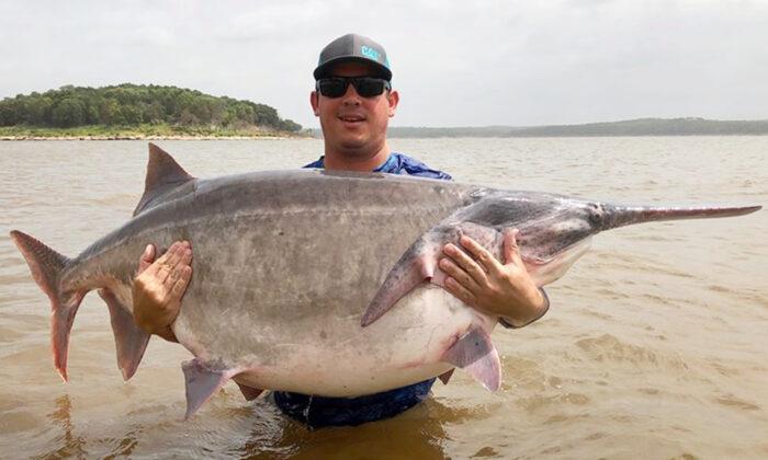 Oklahoma Angler Reels In World Record-Breaking Paddlefish, Weighing 146.7 Pounds
