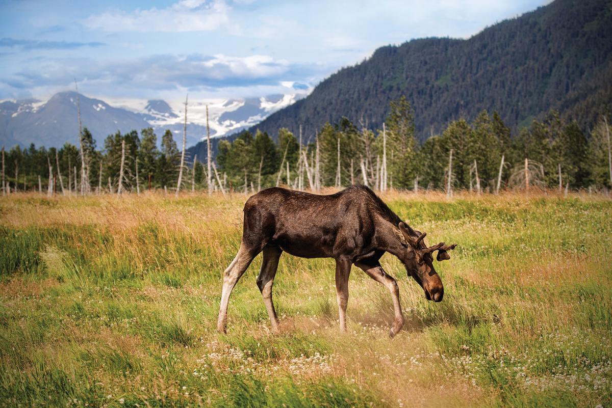 Moose at Alaska Wildlife Conservation Center. (Courtesy of Princess)