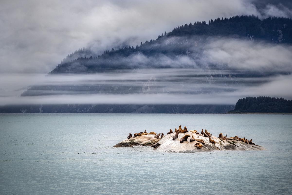  Congregating in Glacier Bay, Alaska. (Courtesy of Princess)
