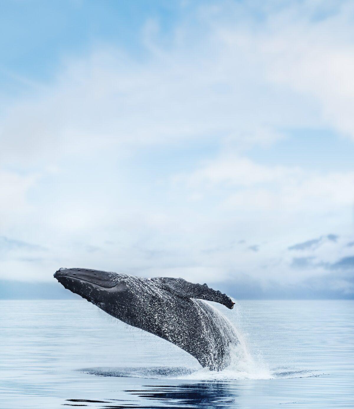 A breaching whale. (Courtesy of Princess)