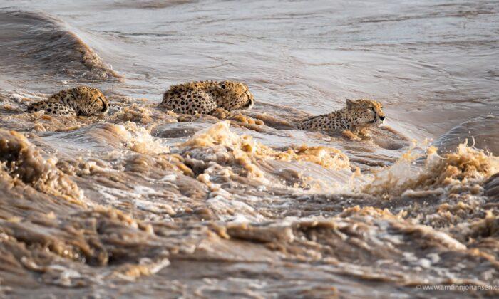 Captivating Photo Shows 5 Cheetah Brothers Crossing Crocodile-Infested River in Kenya