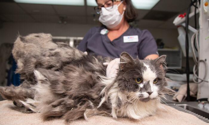 Severely Matted Cat Has 2lb of Fur Removed in an Amazing Makeover and Gets Adopted