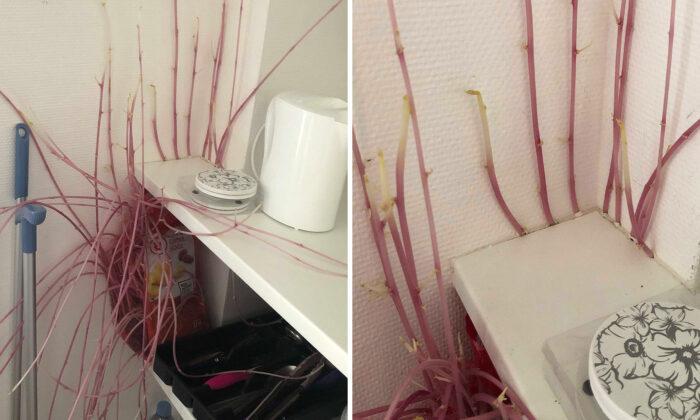 Woman Returns to Flat After Months of Lockdown, Finds ‘Alien’ Potatoes Taking Over Kitchen