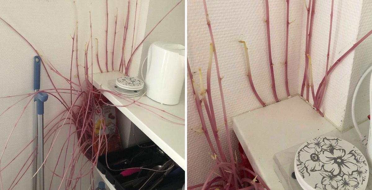 Woman Returns to Flat After Months of Lockdown, Finds 'Alien' Potatoes Taking Over Kitchen