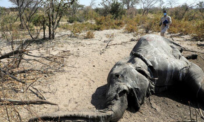 Botswana Gets First Test Results on Mysterious Elephant Deaths