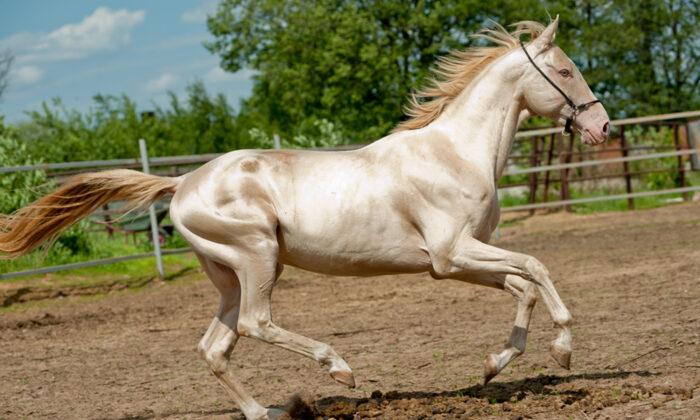 Here Are the Five Most Beautiful and Rare Horse Breeds in the World