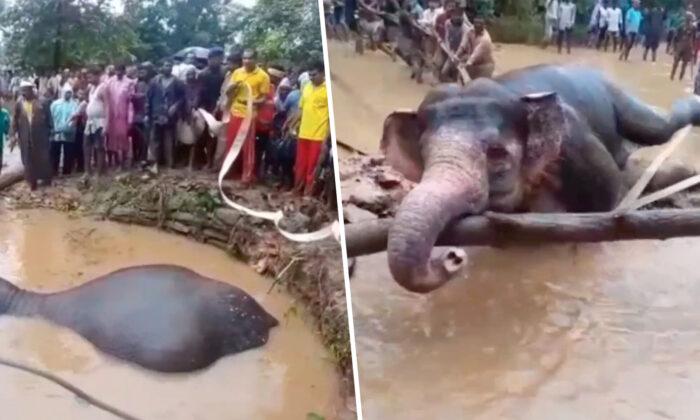 Villagers Unite to Rescue an Elephant Using Ropes and Bare Hands After It Falls Into a Pit