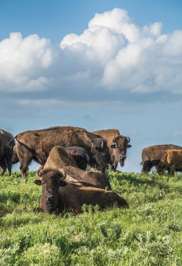 Bison at Maxwell Wildlife Refuge. (Courtesy of Kansas Tourism)