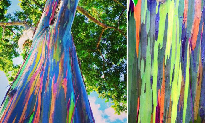 Incredible Photos Reveal Rainbow Eucalyptus Trees Make Living Art as They Shed Bark
