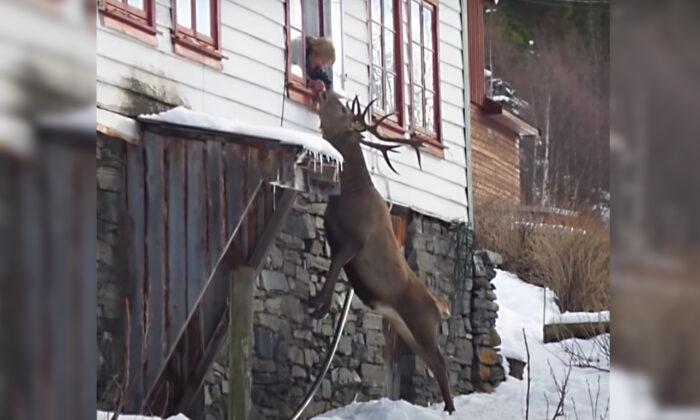 Wild Stag Visits Elderly Widow Twice a Day: ‘They Are So Lucky for Having Each Other’