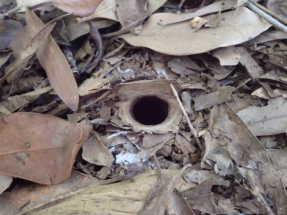 The "wafer door" covering the burrow of a trapdoor spider propped open with a twig (Courtesy of Michael Rix via <a href="https://www.facebook.com/jeremywilson28">Jeremy Wilson</a>)