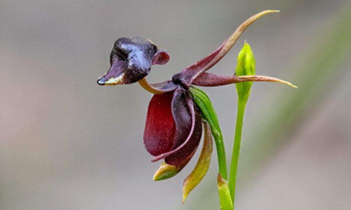 Fascinating Orchid That Has an Uncanny Resemblance to a Flying Duck