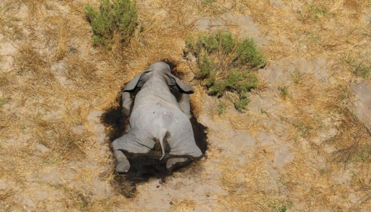 Mystery Deaths of 360 Elephants Near Water Holes in Botswana Spark Fear of Health Risk