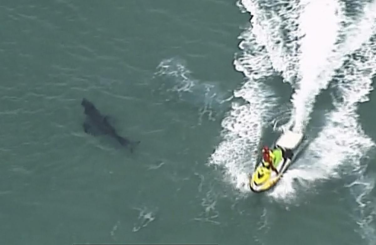 A jet ski passes over a shark swimming along the coast of Kingscliff, New South Whales, Australia, on June 7, 2020. (ABC/CH7/CH9 via AP)