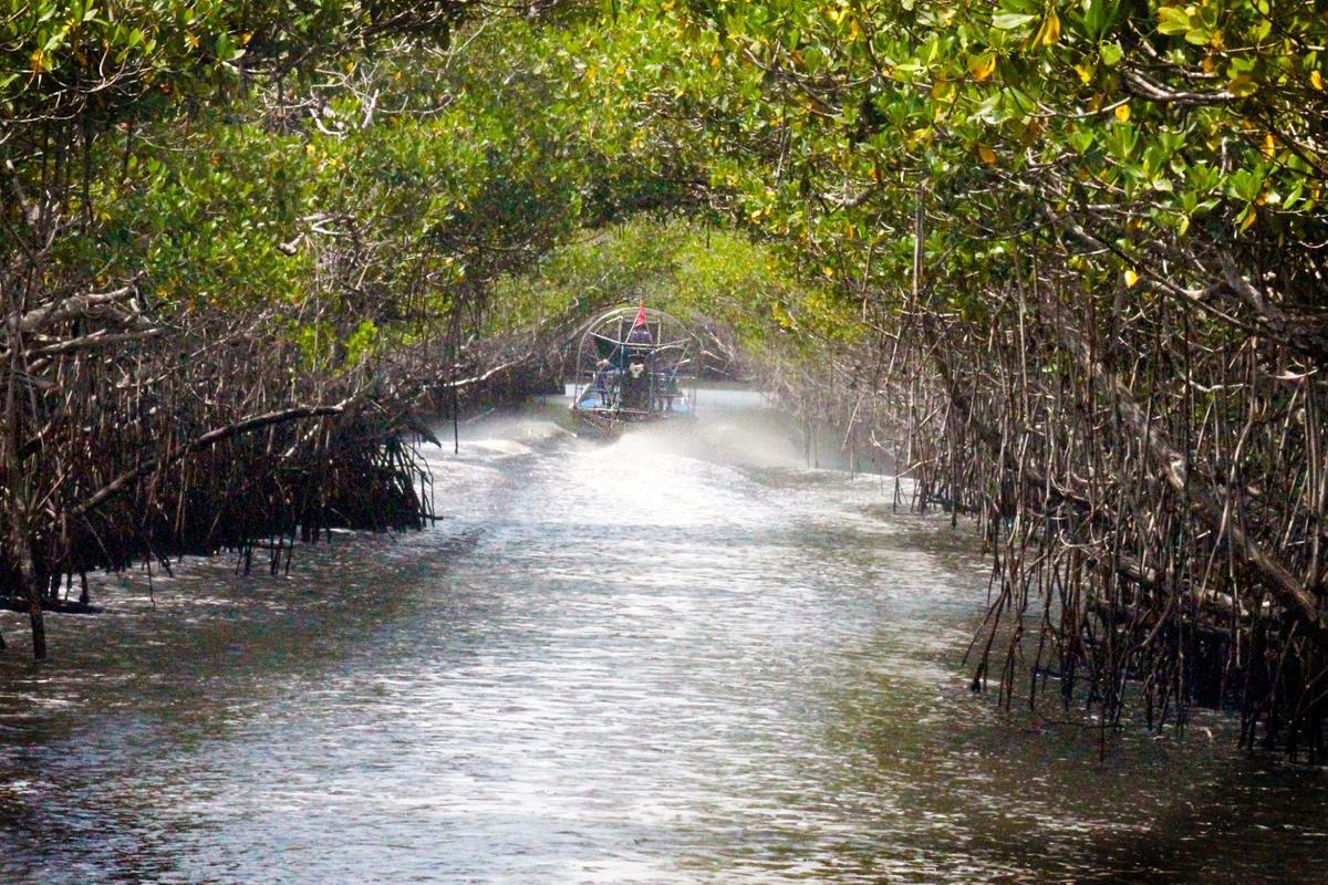 Going through mangrove tunnels with Everglades City Airboat Tours. (Courtesy of Everglades City Airboat Tours)