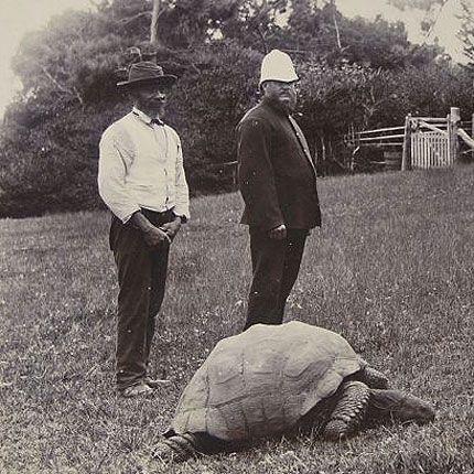 Jonathan the giant tortoise photographed in the grounds of Plantation House in Saint Helena in 1886 (<a href="https://commons.wikimedia.org/wiki/File:Jonathan-the-tortoise-1900.jpeg#/media/File:Jonathan-the-tortoise-1900.jpeg">Public Domain</a>)
