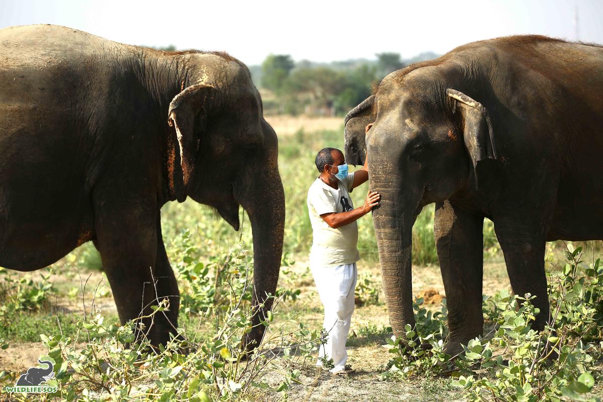 Babu Lal with Suzy (L) and Asha (R). (Courtesy of Wildlife SOS)