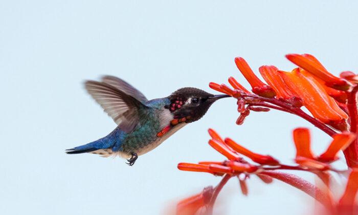 Meet the Bee Hummingbird, This Captivating Jewel Is the World’s Smallest Bird