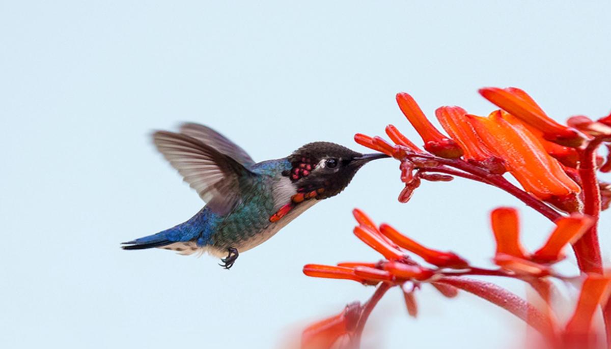 Meet the Bee Hummingbird, This Captivating Jewel Is the World's Smallest Bird