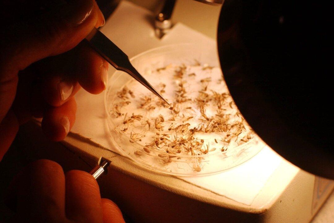 Massachusetts Will Start ‘Aerial Spraying’ Towns After Rare Mosquito Virus Found