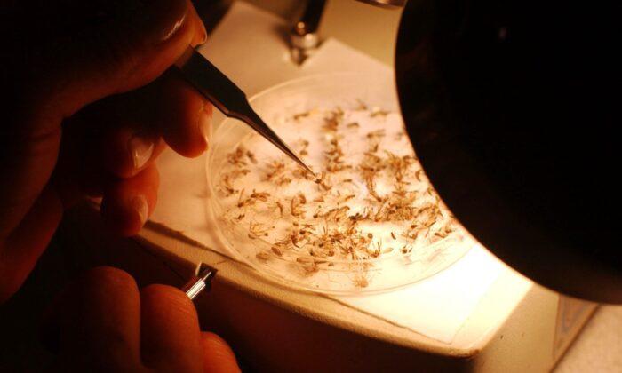 First COVID-19, Now Mosquitoes: Bracing for Bug-Borne Ills