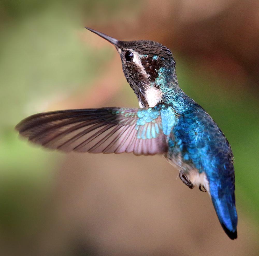 (<a href="https://commons.wikimedia.org/wiki/File:Bee_hummingbird_(Mellisuga_helenae)_adult_male_in_flight-cropped.jpg">Charles J Sharp</a>/CC BY-SA 4.0)