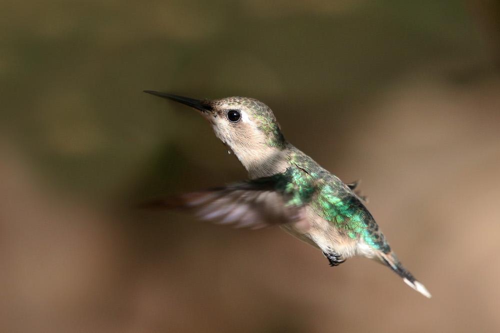 A female bee hummingbird (<a href="https://commons.wikimedia.org/wiki/File:Bee_hummingbird_(Mellisuga_helenae)_female_in_flight.jpg">Charles J Sharp</a>/CC BY-SA 4.0)