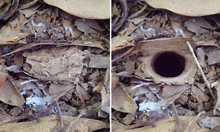 New Trapdoor Spider Discovered in Australia Hides Its Burrow Behind Cleverly Hinged Door