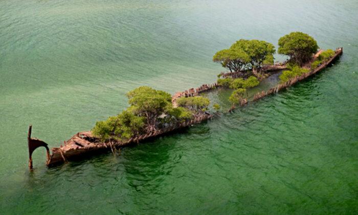 157-Year-Old Shipwreck Hull in Australia Transforms Into ‘Floating Forest’ With Mangrove Trees