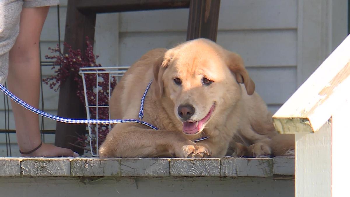 The 4-year-old Labrador named Cleo. (KMBC)