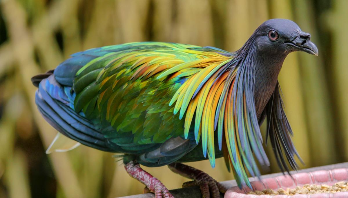 6 of the World's Most Spectacular Pigeons: These Stunning Birds Must Be Seen to Be Believed