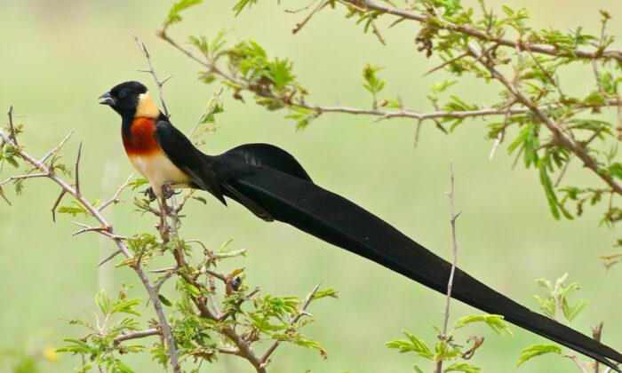 Here Are Five Most Beautiful Birds With Strikingly Fancy Tail Feathers