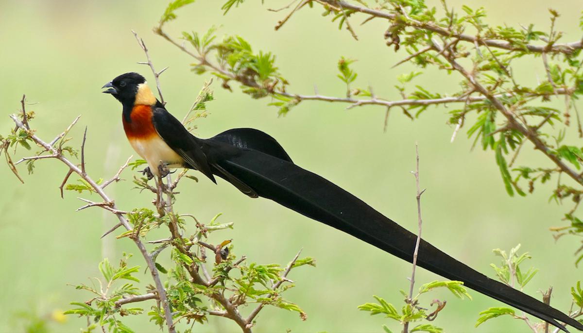 Here Are Five Most Beautiful Birds With Strikingly Fancy Tail Feathers