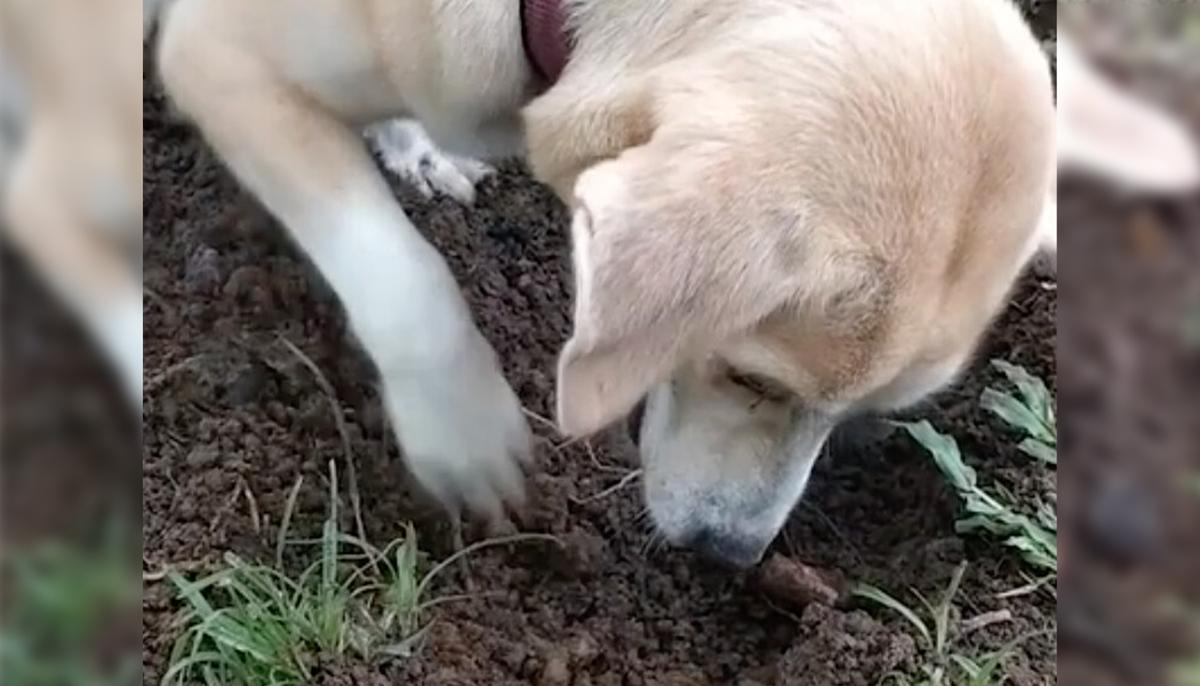 Mother Dog Digs Up Dead Puppy and Desperately Tries to Bring Him Back to Life (Video)