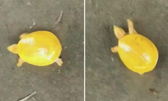 Wildlife Officials Rescue Rare Yellow Turtle From a Dam in India, and It Goes Viral