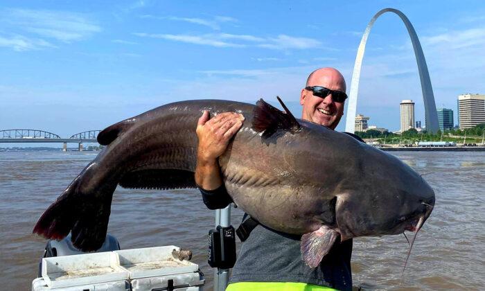 ‘I’ve Got a Monster’: St Louis Fisherman Reels In HUGE 112lb Catfish in Mississippi River