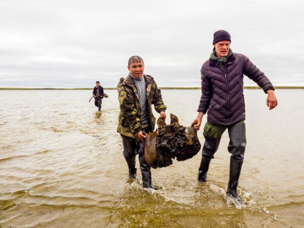 People carry a mammoth bone fragment in the Pechevalavato Lake in the Yamalo-Nenets region, Russia, on July 22, 2020. (Artem Cheremisov/Governor of Yamalo-Nenets region of Russia Press Office via AP)