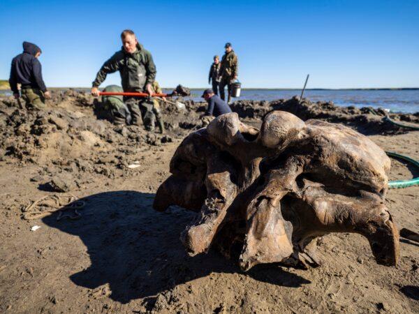 People dig in silt searching for mammoth bone fragments in the Pechevalavato Lake in the Yamalo-Nenets region, Russia, on July 22, 2020. (Artem Cheremisov/Governor of Yamalo-Nenets region of Russia Press Office via AP)